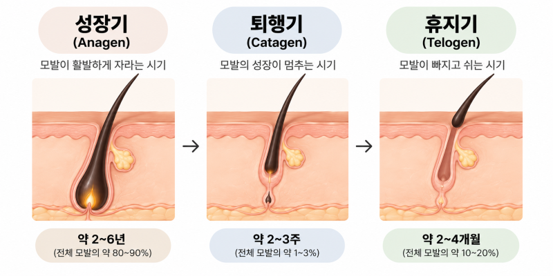 다이어트 후 탈모, 체중감량이 머리카락에 미치는 영향 | 선릉역 탈모치료병원