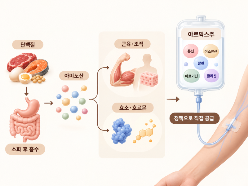 역삼동 아미노산수액 아르믹스주 얼마나 자주 맞아도 될까요? 효과와 적절한 투여 간격 |프라이빗 1인 수액실